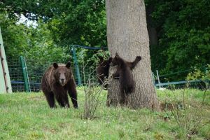 Ursoaica cu cei doi pui, de la Lacul Sfânta Ana, se acomodează la Sanctuarul „Libearty” (Foto)