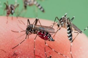 ALERTĂ! Feriţi-vă de ȚÂNȚARI! Virusul West Nile, care poate provoca MOARTEA, confirmat în România