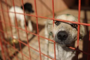 Primăria caută o nouă Danyflor, pe ultima sută de metri. 2 milioane de euro pentru 500 de câini