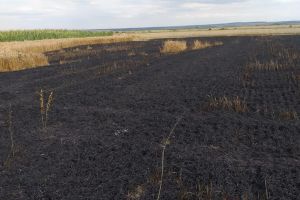FOTO. Lan de grâu cuprins de flăcări în judeţul Satu Mare