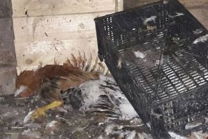 Intervenţie pentru îndepărtarea unui urs din zona localităţii Păuleni Ciuc