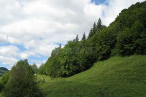 ”Pădurea românească. Prezent şi Viitor. ...