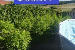 Culturi de canabis în curtea unui imobil din judeţul Cluj