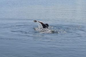 FOTO/VIDEO. Atenţie la scăldatul în zone neamenajate! Avertismentul pompierilor