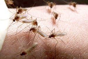 Primul caz de infecţie cu virusul West Nile