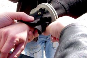 Argeşean reţinut pentru că ŞI-A BĂTUT SOACRA!