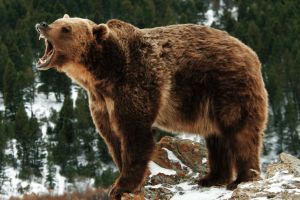 Recomandări pentru situaţiile în care este semnalată apariţia ursului