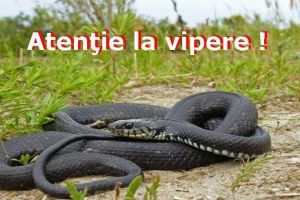 Tânăr muşcat de viperă în zona Piatra Fântânele