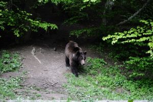 SMURD-ul şi jandarmii în misiune la Păuleni Ciuc