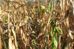 După ploi, ANM anuţă o secetă care va afecta culturile agricole, pentru perioada 19-25 iulie 2019