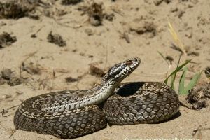 Alarmă de gradul zero: VIPERE în Piteşti!