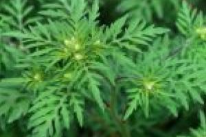 RAADPFL Craiova împreună cu Primăria Municipiului Craiova au demarat acţiunea de identificare şi combatere a ambroziei