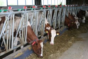 Cum puteţi obţine 15.000 de euro de la stat dacă aveţi o fermă mică