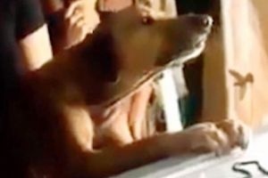 VIDEO – Un câine nu vrea să plece de lângă sicriul stăpânului său – Imagini emoţionante