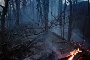 Peste o mie de pompieri mobilizati sa se lupte cu flacarile, in centrul Portugaliei  