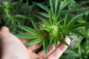 Despre beneficiile canabisului