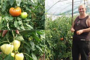 Roşiile produse în serele din judeţul Alba sunt cumpărate şi de românii din Spania