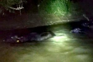 Bivoli salvaţi din Râul Olt