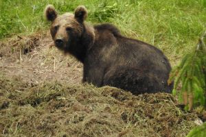 Mesaje de avertizare RO-Alert trimise în mai multe localităţi din Harghita. Pericolul vine din pădure