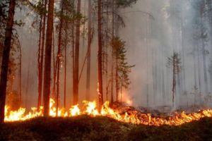 Apel către populaţie pentru prevenirea incendiilor de pădure