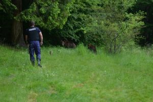 Un urs a dat târcoale unei herghelii de cai în zona localităţii Șoimuşu Mic