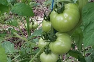 27 de legumicultori dâmboviţeni  s-au specializat pe cultura de tomate