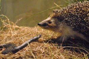 ARICIUL din Trivale le vine de hac viperelor!