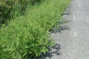 Ambrozia, la ea acasa in Braila! Una dintre cele mai nocive plante se inalta maret prin zona verde a trotuarelor din municipiu, facand tot mai multe victime