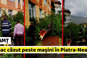 NEAMȚ: Copac căzut peste maşini în Piatra-Neamţ (FOTO)