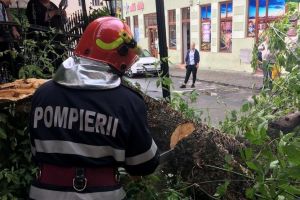 Copac căzut pe stradă la Tălmaciu – Trafic blocat pe DN7