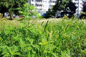 Poliţia Locală a aplicat 1.245 de sancţiuni proprietarilor terenurilor neîngrijite. Ce amenzi se dau pentru ambrozie