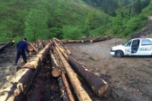 Cherestea de peste 25.000 de lei confiscată valoric şi sancţiuni de 12.000 de lei aplicate de poliţişti, în zona Bazinului Gheorgheni