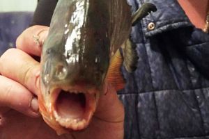 FOTO. Piranha prins în barajul Firiza este, de fapt, un exemplar de peşte Pacu