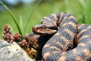 Cum a ajuns VIPERA de MUNTE la Piteşti şi cât de periculoase sunt?
