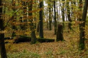 Doi turisti polonezi si doi copii s-au ratacit pe un drum forestier din Maramures