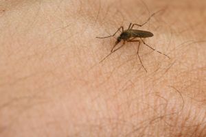Primul caz confirmat de infectie cu virusul West Nile, din 2019! Atentie la tantari