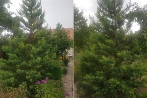 Foto| Un arbore sequoia care poate atinge până la 100 înălţime s-a aclimatizat în curtea unui albaiulian