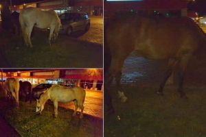 Știrea ta FOTO/VIDEO: 5 cai frumoşi tatonează terenul pentru Black Friday, la Alba Iulia, în faţa magazinelor Pepco şi Altex