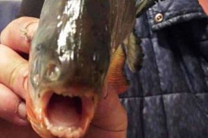Peşti Piranha prinşi în România într-un baraj unde oamenii merg la scăldat