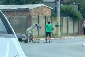 VIDEO – FOTO Cal bătut cu bestialitate – Animalul a murit – Stăpânul a fost arestat