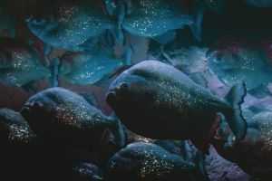 ALERTĂ/ Peşti PIRANHA descoperiţi într-o apă din România