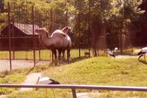 Secretele animalelor de la ZOO Piteşti