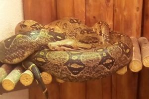 Dacă, prin absurd, ar scăpa: ȘERPII de la Zoo Piteşti te strâng de gât şi te mănâncă!