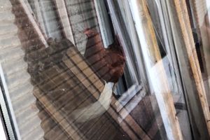 Ce mai cresc timişorenii la bloc: găini în centrul oraşului