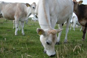 Fermierii vor putea beneficia de câte 15.000 euro pentru dezvoltarea exploataţiilor agricole de mici dimensiuni