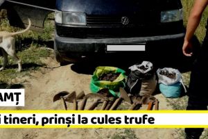 NEAMȚ: Trei tineri, prinşi la cules trufe
