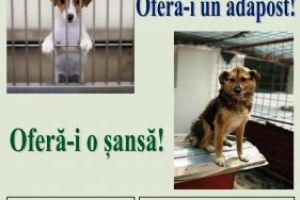 Adopta un caine! Fii salvatorul lor / Sufletele nevinovate din adopostul primariei Braila au nevoie de o familie