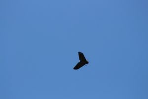 Lansare in stratosfera a unui avion fara pilot din Poligonul Capu Midia