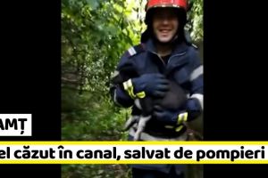 NEAMȚ: Căţel căzut în canal, salvat de pompieri (VIDEO)