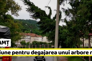 NEAMȚ: Misiune pentru degajarea unui arbore rupt (FOTO)